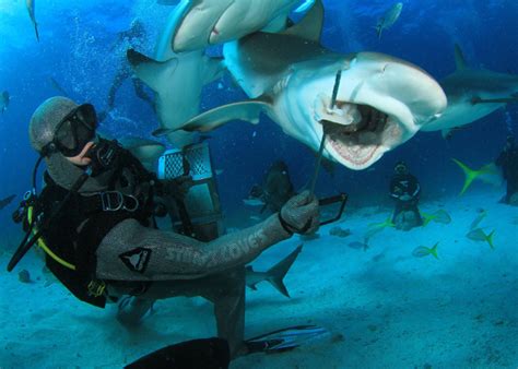 The Best Dive Sites In The Bahamas Scuba Diver Life