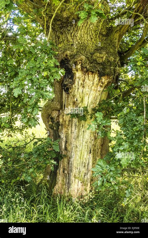 Old Oak Tree Quercus Berkshire Uk Stock Photo Alamy