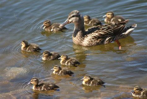 Wild Baby Ducks Hubpages