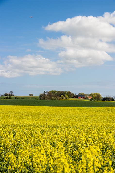 Wallpaper Landscape Food Sky Field Yellow Horizon Rapeseed