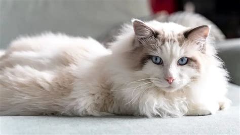 What Makes A Ragdoll Cat So Popular In The Us Ragdoll Care