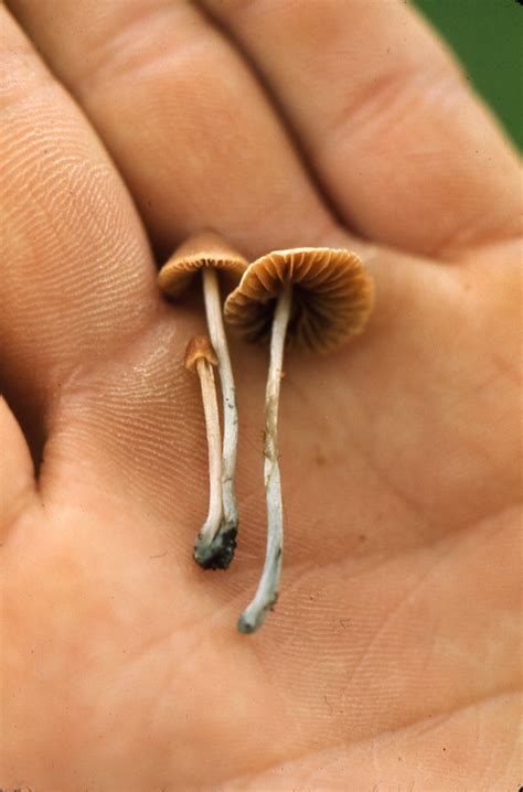 Conocybe Cyanopus Vancouver Mycological Society