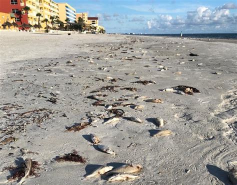 Pinellas Cleaning Up Beaches As Red Tide Arrives | Health News Florida