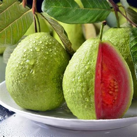 Aliveplant Nursery For All Tree Lovers Taiwan Pink Guava