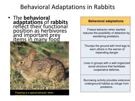 29 Animal Behavioral Adaptations Sanscompro Misaucun