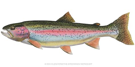 Gallery For Rainbow Trout Clip Art Trout Art Watercolor Fish