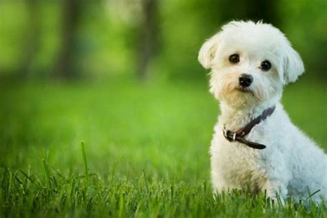 Top 10 Small Dog Breeds Petmd