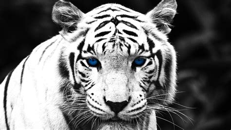 White Tiger Blue Eyes Widescreen Wallpaper Animals Wallpaper Better