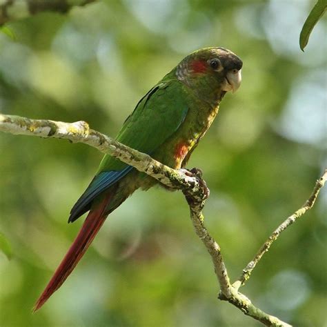 A Green And Red Bird Sitting On Top Of A Tree Branch