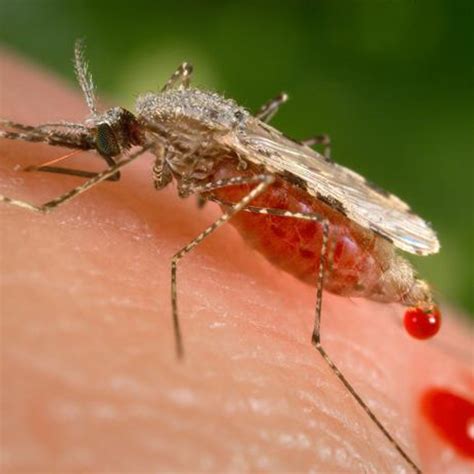 Malaria Mosquito From Asia Spreading In Africa Researchers Warn