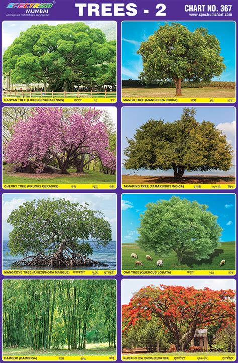 Spectrum Educational Charts Chart 367 Trees 2