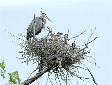 Herons And Egrets Sometimes Share A Rookery