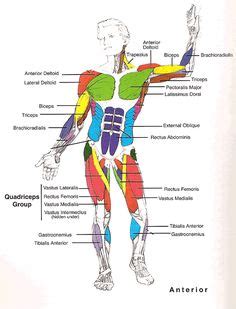 So most muscles in the body come in antagonistic pairs , and when one in the pair is contracted in the diagrams below, when you see muscle names that are the same color, it means they are an. know the name of every bone in the human body | Inspiring Ideas | Human body, Anatomy, Human ...