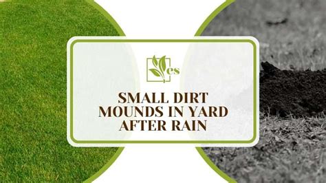 Small Dirt Mounds In Yard After Rain Causes Plus Solutions Evergreen