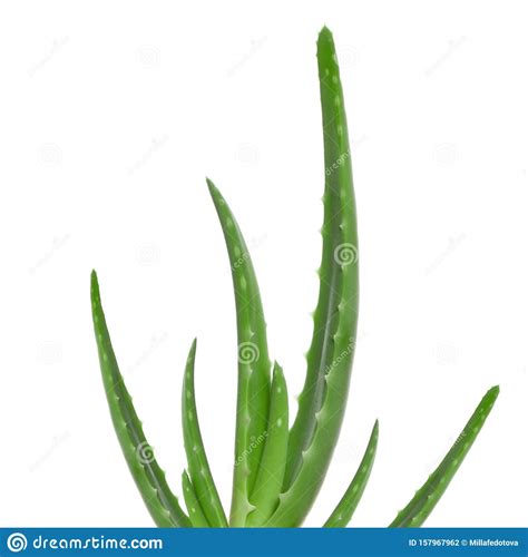 Green Aloe Vera Leaves Isolated Over White Background Stock Photo