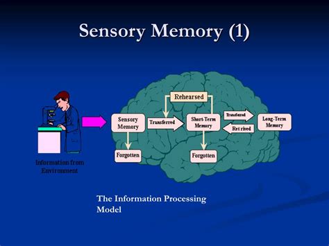 Ppt Sensory Memory Powerpoint Presentation Free Download Id3049195