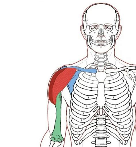 전면삼각근 anterior deltoid 삼각근 해부학 어깨세모근 어깨운동 삼각근 스트레칭 네이버 블로그
