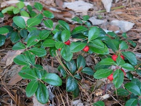 Wintergreen The Berries Found In The Fall Are Edible The Leaves