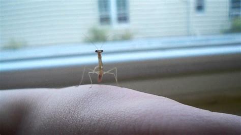 Baby Praying Mantis Aka Tenodera Sinensis Mantid Nymph Stage L2 Youtube