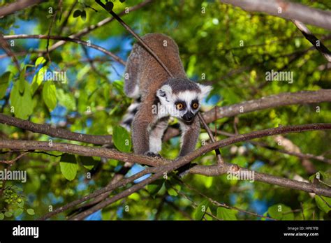 Ring Tailed Lemur Lemur Catta Anja Reserve Central Madagascar By