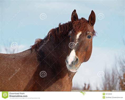 Portrait Of Powerful Chestnut Horse Stock Photo Image Of Freedom