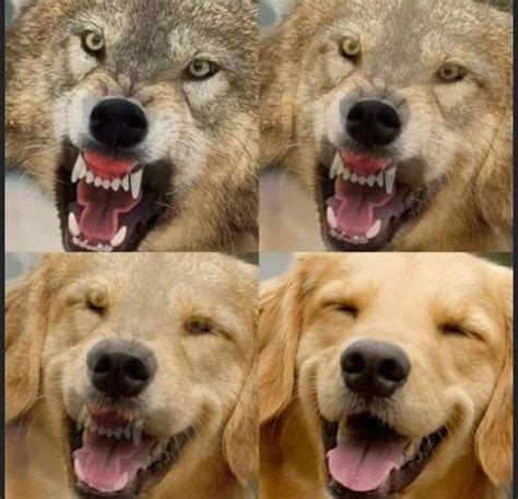 Wolf To Dog Blank Template Imgflip