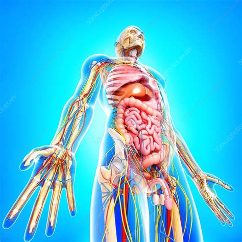 Its meant to clearly show muscle definition under skin. Male anatomy, artwork - Stock Image - F005/9963 - Science ...
