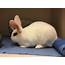 Found Blanc De Hotot Rabbit Near Colombia City  Seattle