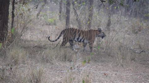 Bandhavgarh Tiger Reserve 23rd Feb 2020 Zone Khitauli YouTube
