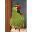 World Bird Sanctuary Arizona The Christmas Parrot