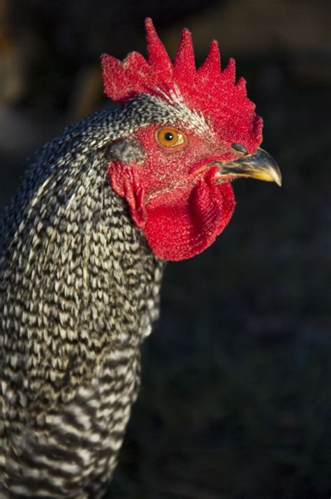 How To Tell A Barred Rock Rooster From A Barred Rock Hen Animals Momme
