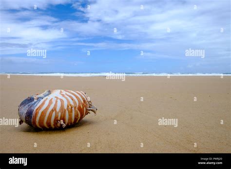 Nautilus Shell Washed Up On The Beach Fraser Island Stock Photo Alamy