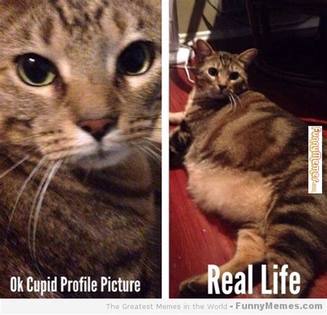 Ok Cupid Profile Picture Cat Meme Cat Planet Cat Planet