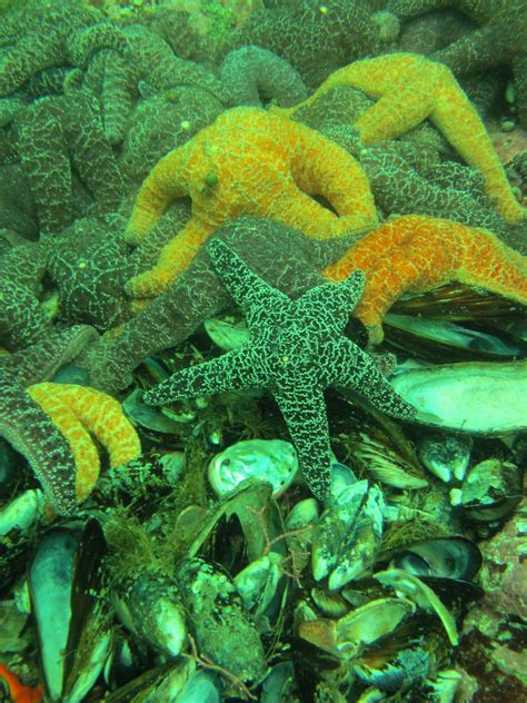 Ochre Sea Star Photo Imcote Your Connection To Wildlife