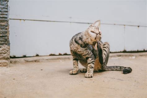 Calypso cat scratcher from the refined feline. My Cat Is Losing Hair On Their Ears! 12 Causes & Solutions