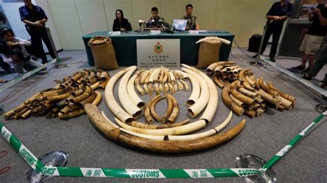 Hong Kong Seizes 15m In Illegal Ivory In Third Major Bust Since July