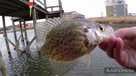 Winter Crappie Fishing Techniques New 2021 Youtube