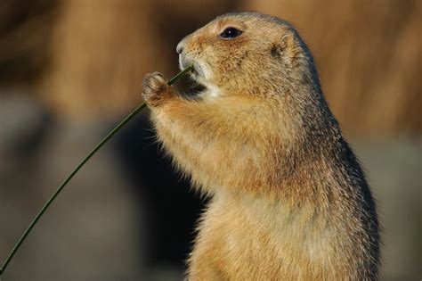 Puppies On The Prairie Why The Prairie Dog Is A True Underdog Earth