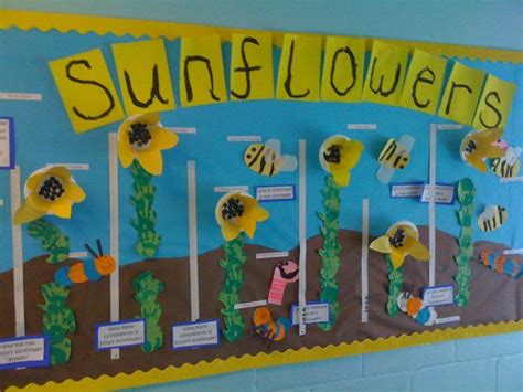 Sunflower Display Classroom Display Class Display Plants Flowers