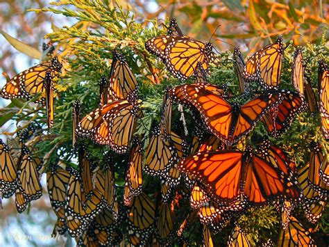 8 Interesting Monarch Butterfly Facts Butterfly Joy