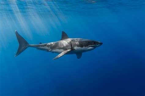 Great White Shark Wildlife Archives