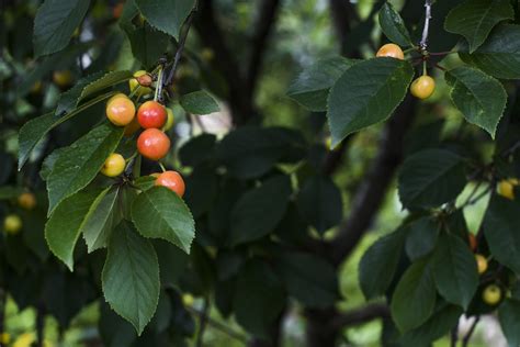 Wild Cherry Tree Identification Top Tips