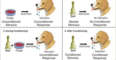 Condicionamiento Clasico De Ivan Pavlov Pdf