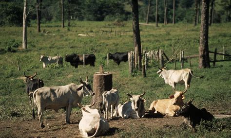 Deforestation For Cattle Ranching In The Amazon Photos Wwf