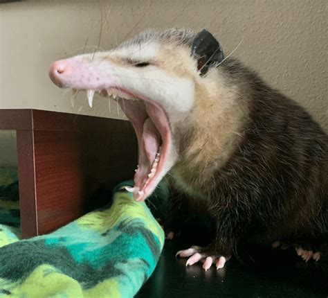 Many People Think Opossums Scream When Their Mouth Is Open But They Are