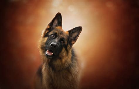 Animal German Shepherd Hd Wallpaper By Dackelpup