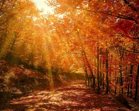 Download Wallpaper 1280x1024 Autumn Forest Park Foliage Sunlight