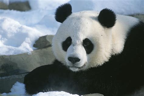 A Panda At The National Photograph By National Geographic
