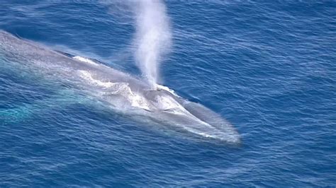 Blue Whale Entangled In Netting Spotted Off Coast Of Mexico ABC Los Angeles