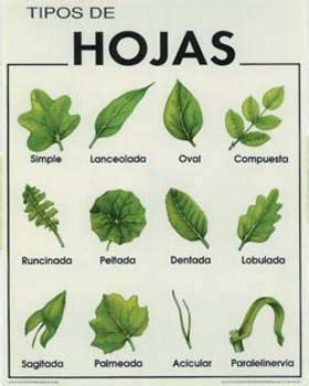 Tipos De Hojas Plant Identification Tree Id Botany